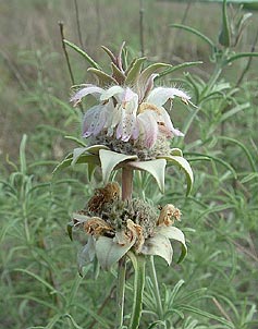 Monarda fruticulosa