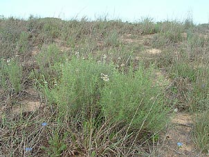 Monarda fruticulosa