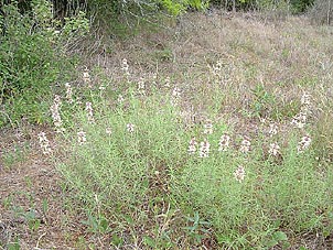 Monarda fruticulosa