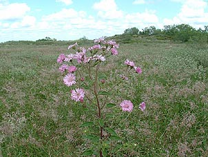 Palafoxia hookeriana