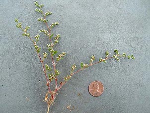 Paronychia jonesii