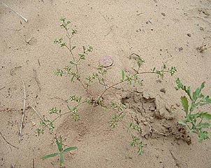 Paronychia jonesii
