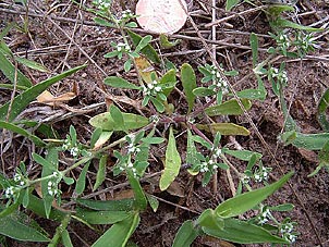 Paronychia jonesii