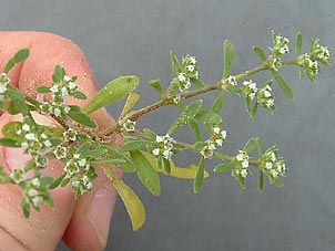Paronychia jonesii