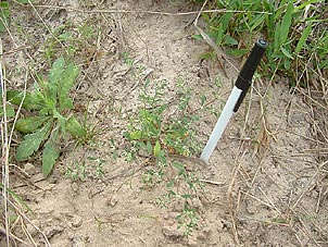 Paronychia jonesii