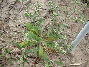 Paronychia jonesii