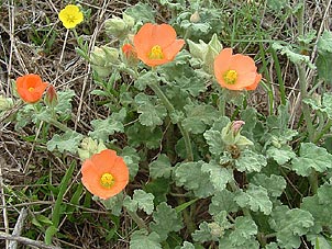 Sphaeralcea lindheimeri