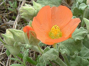 Sphaeralcea lindheimeri