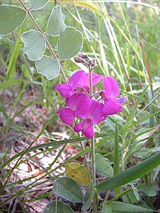 Tephrosia lindheimeri