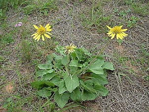 Tetragonotheca repanda
