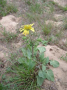 Tetragonotheca repanda