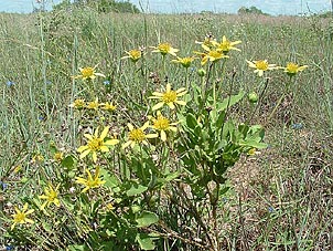 Tetragonotheca repanda