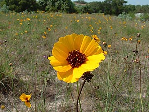 Thelesperma nuecense