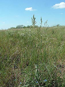 Vaseyochloa multinervosa