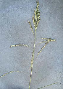 Vaseyochloa multinervosa