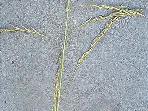 Vaseyochloa multinervosa