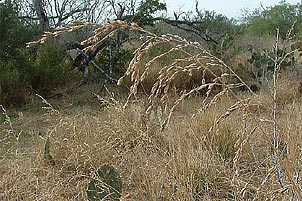Vaseyochloa multinervosa