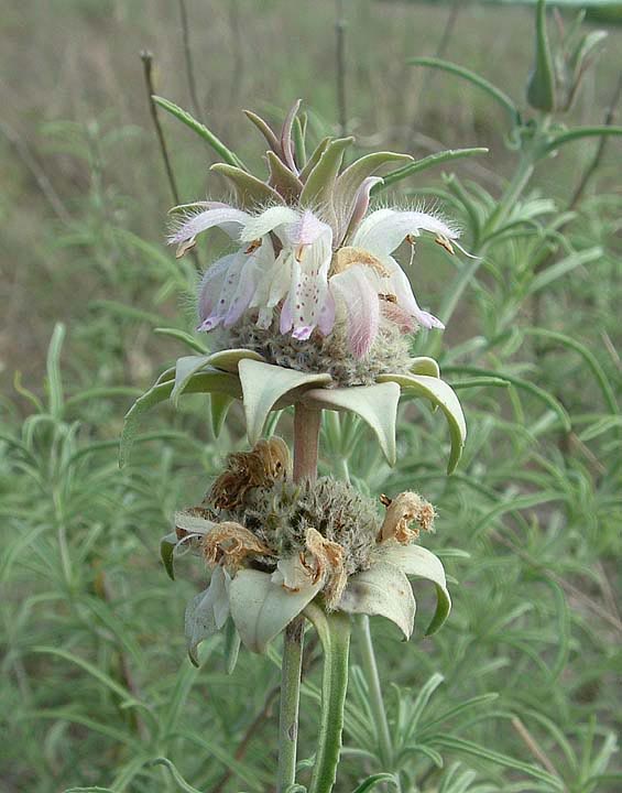 Monarda