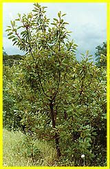 Madrone 1 at 7 years