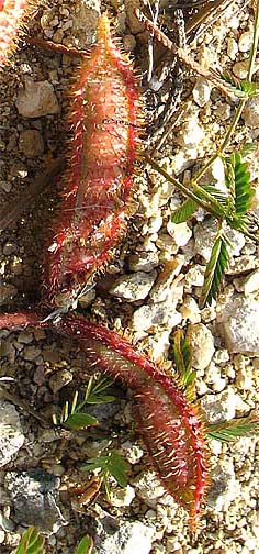 M. roemeriana pods