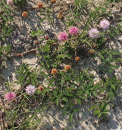 M. roemeriana detail