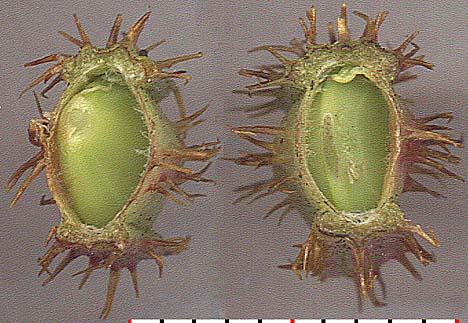 M. roemeriana pod X cut