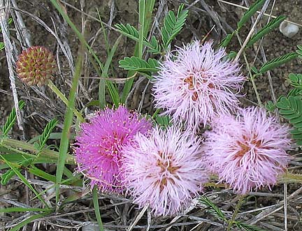 M. roemeriana inflorescence