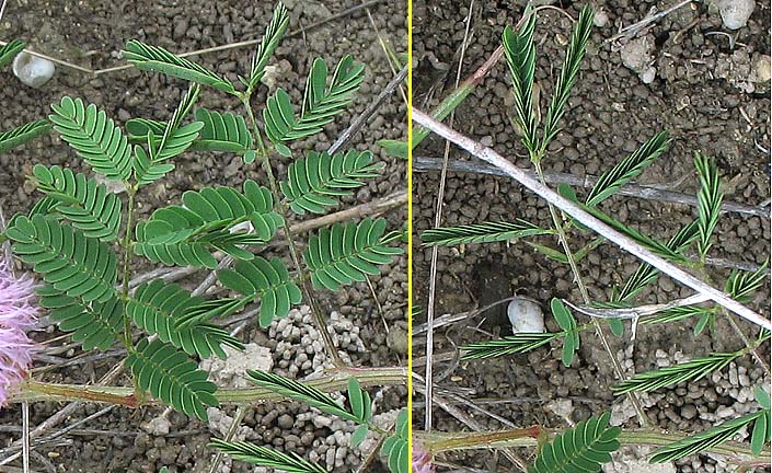 M. roemeriana  sensitive leaves